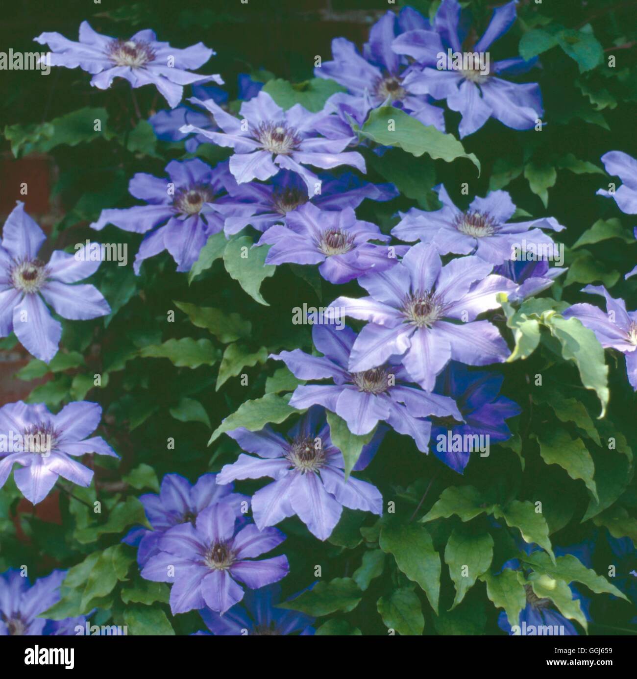 Clematis - `Edouard Desfosse' - GREETINGS CARD RIGHTS SOLD 1997   CLE001518 Stock Photo